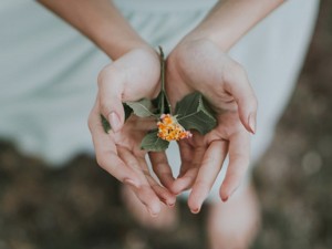 Fitoterapia, czyli o ziołolecznictwie bardziej współcześnie