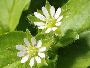 Gwiazdnica odkaża, odtruwa i leczy