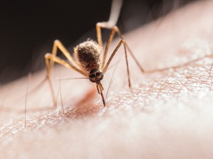 Jak złagodzić swędzenie po ukąszeniu komara?