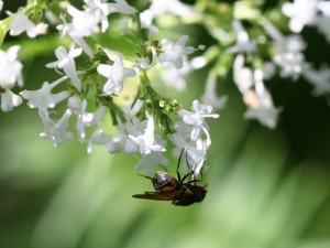Kozłek lekarski - idealne lekarstwo na stres