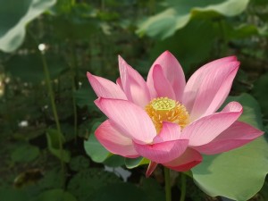 Lotos: właściwości kwiatu długowieczności 