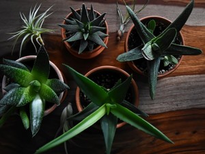 Problemy z cerą? wypróbuj zioła!