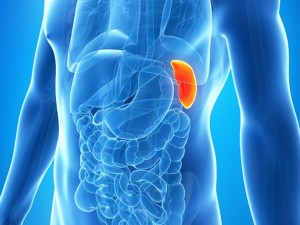 Śledziona - fakty i mity na temat tego tajemniczego narządu