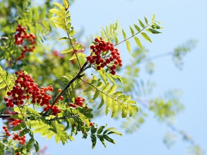 Zapomniane owoce lecznicze - jarzębina